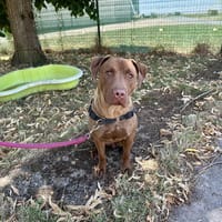 VIKY, chienne à adopter