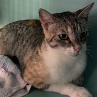 PAILLETTE, chatte à adopter