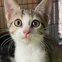 SAM, chat à adopter
