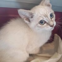 MELUSINE QCT, chatte à adopter