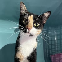 MILKSHAKE, chatte à adopter