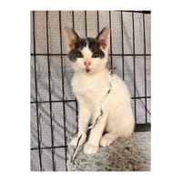 GEDEON PAB27620, chat à adopter