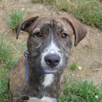 ALFRED CHAO, chien à adopter