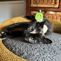 ECLIPSE, chatte à adopter