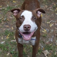 COOPER CHAO, chien à adopter