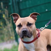 CAPPRICIO, chien à adopter
