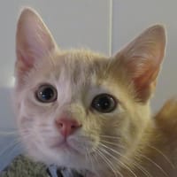QUIZ, chat à adopter