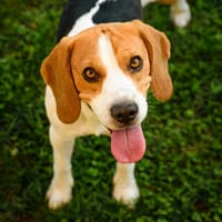 Vivo, chien à adopter