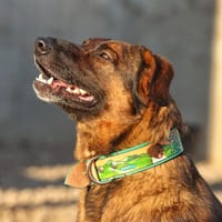 BEKI, chien à adopter