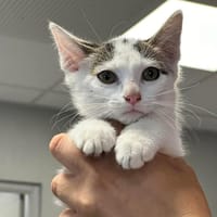 CHARLOT, chat à adopter