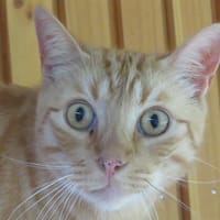 BEBE, chat à adopter