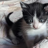 Vuchang, chat à adopter