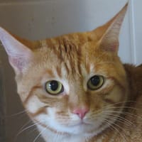 RAMBO, chat à adopter