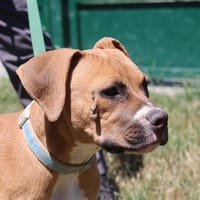 BRANDON, chien à adopter