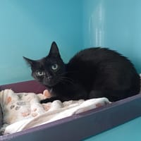 TOYA, chatte à adopter