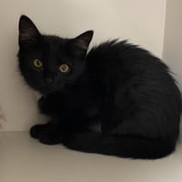 YING, chatte à adopter
