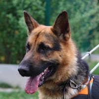 IRON, chien à adopter