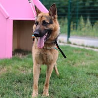 IRON, chien à adopter