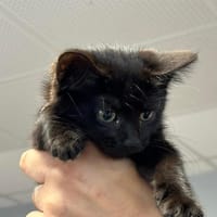 ASUD, chatte à adopter