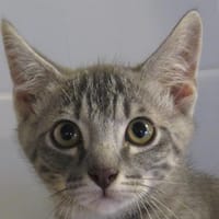QILAK, chat à adopter