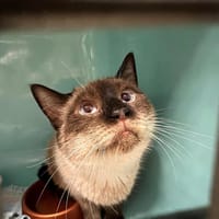 GARFIELD, chat à adopter