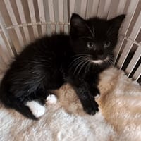 ISIS, chatte à adopter