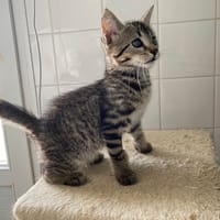 asmodheus, chat à adopter