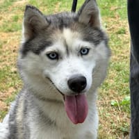 PEARLY, chienne à adopter
