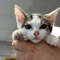 OREO, chat à adopter