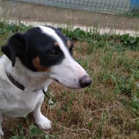 Poppy réservé, chien à adopter