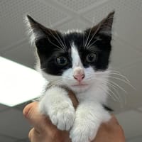 GUIMAUVE, chatte à adopter