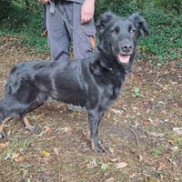 Priska, chienne à adopter