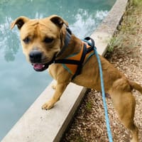 FINDI, chien à adopter
