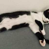 CAÏPI, chatte à adopter
