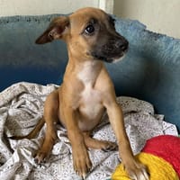 WINIFRED, chienne à adopter