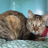 MIMINE, chatte à adopter