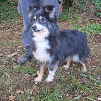 mirka, chienne à adopter