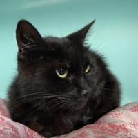 LUNA, chatte à adopter