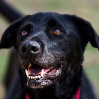 TAXO, chien à adopter