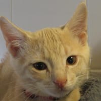 QUARTZ, chat à adopter