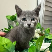 SHEBA, chat à adopter