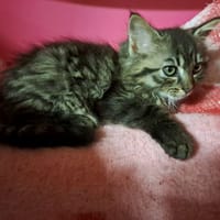 SUNNY, chat à adopter