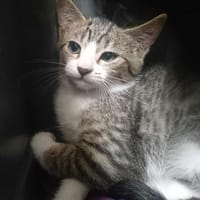 PETRUS QCT, chatte à adopter