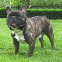 Ugo, chien à adopter