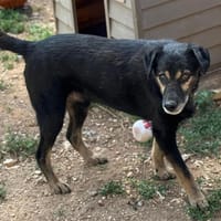 TAXI, chien à adopter