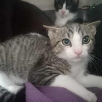 SONOMA QCT, chatte à adopter