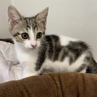 LOLITA, chatte à adopter