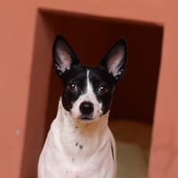 LULU, chien à adopter