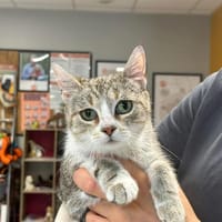 CALINE, chatte à adopter