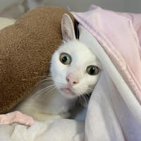 BLANCHE, chatte à adopter